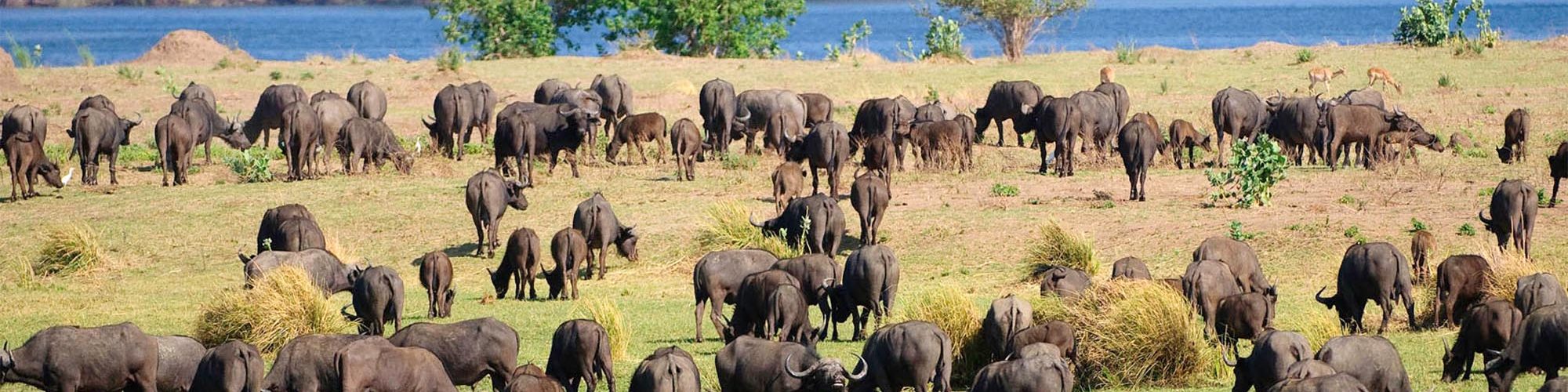 african resorts safari