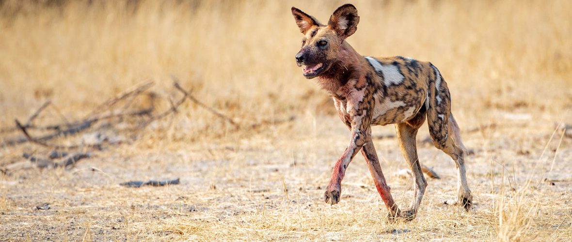 African Wild Dog