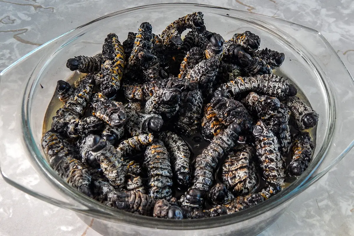 Mopane worms weird foods