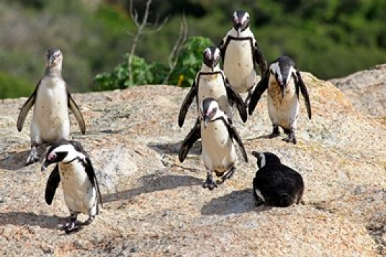 Hang with the Penguins in Simon's Town