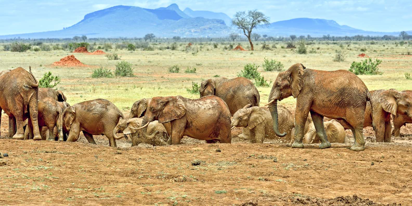 Tsavo East elephants 