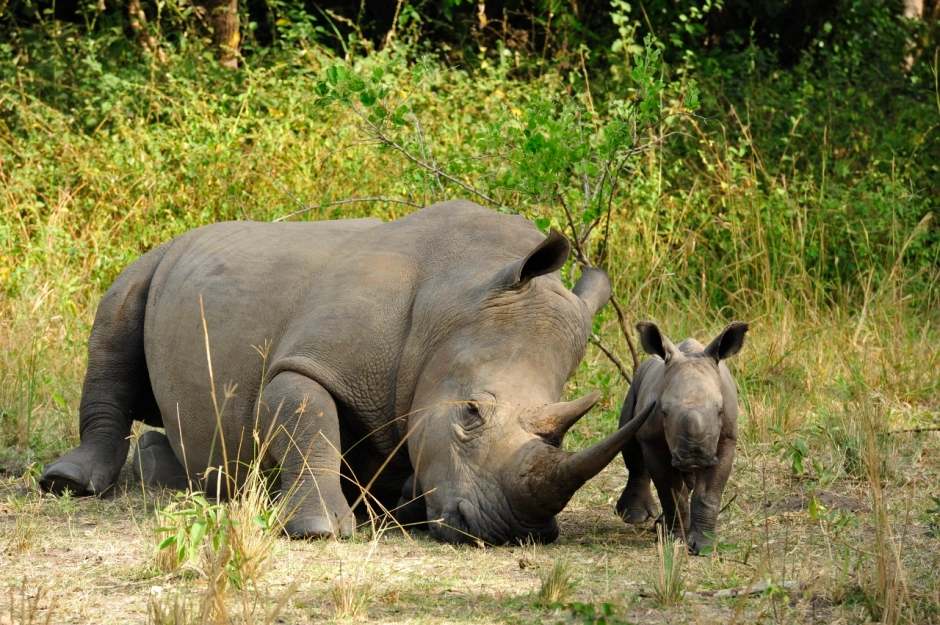 Ziwa Rhino and Wildlife Sanctuary 