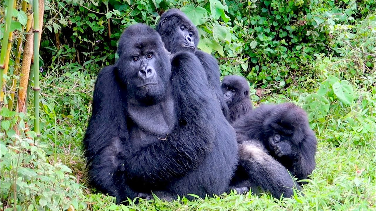 gorilla trekkig in rwanda