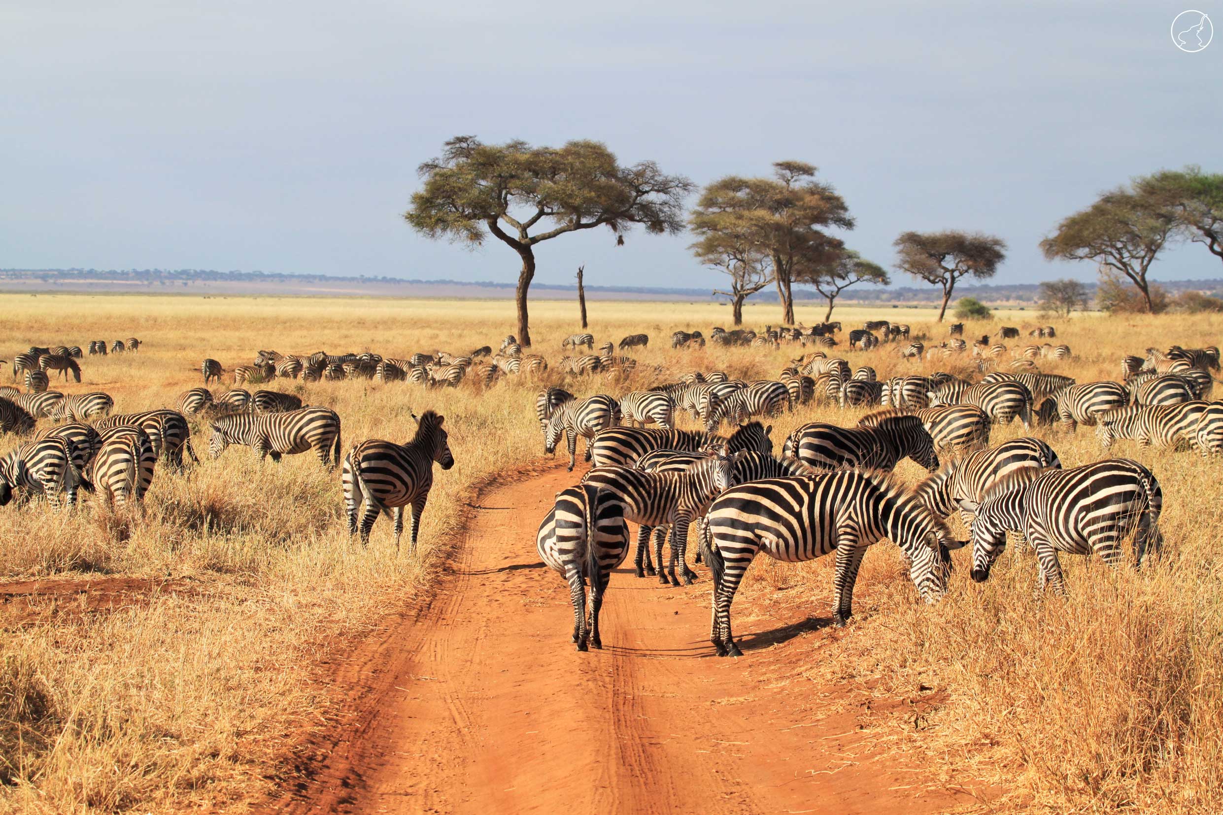 herd-zebras-tarangire-park