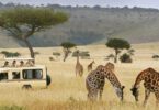 kenya luxury safari packages