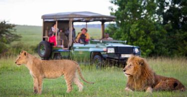 Safaris in Kenya