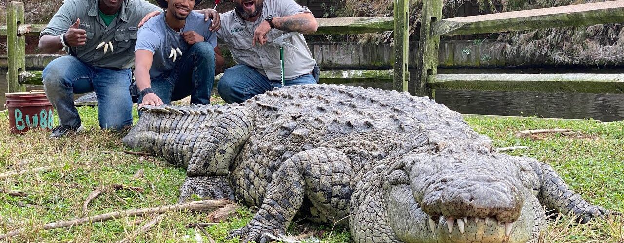 west african crocodile