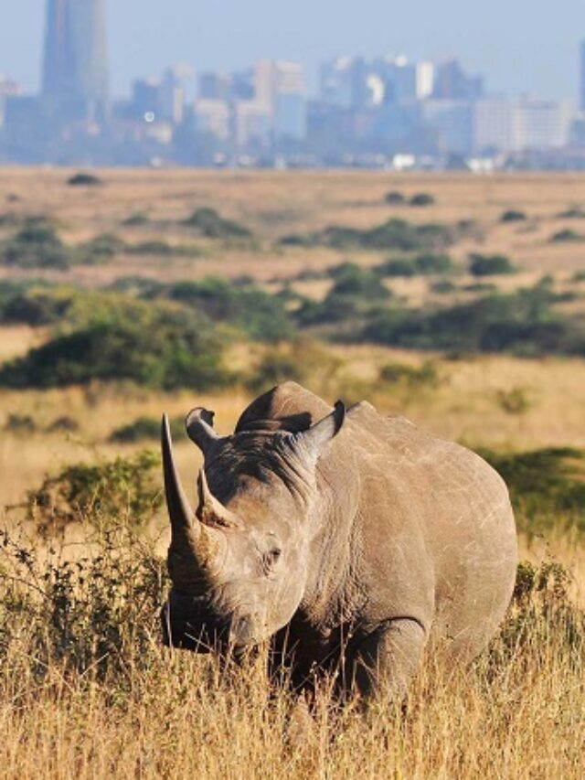 7 Surprising Facts about African Wildlife - See Africa Today