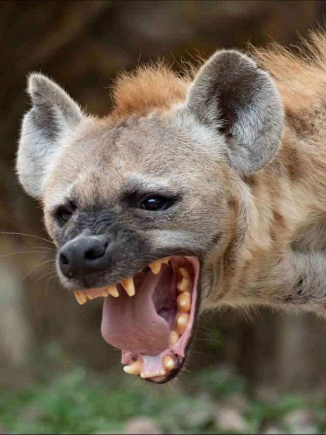 Information about the fast-spotted hyena - See Africa Today