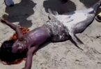 Mermaid in Africa