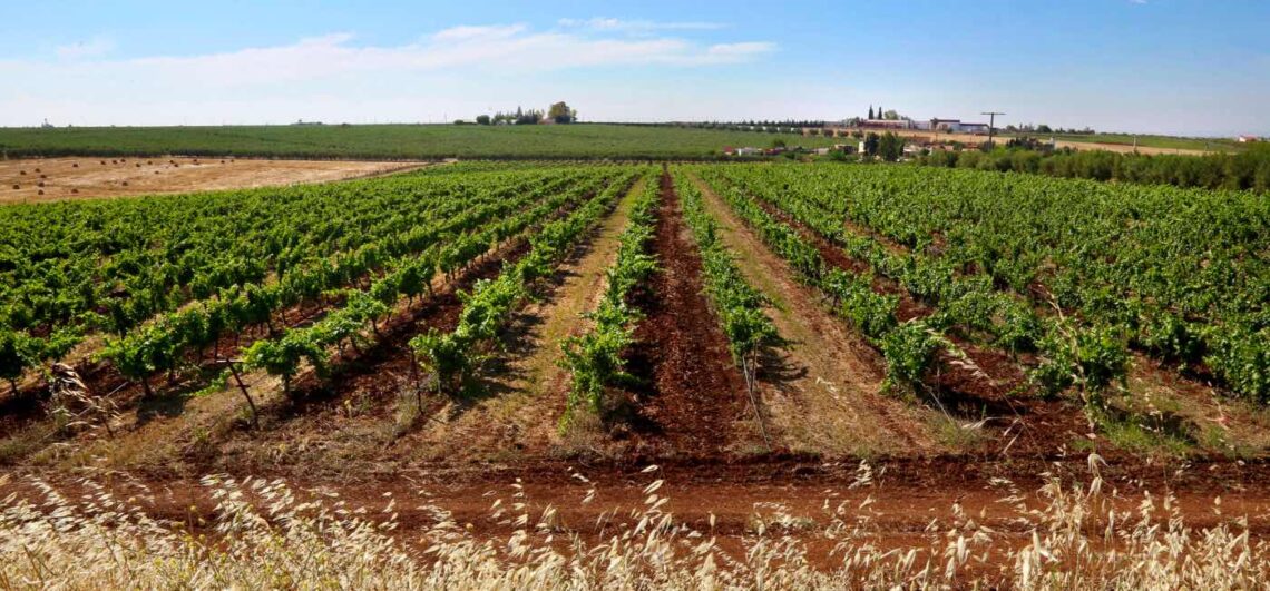 Top 6 Wine Producing Countries in Africa to Visit - See Africa Today