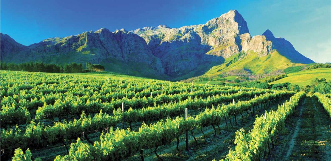 Top 6 Wine Producing Countries in Africa to Visit See Africa Today