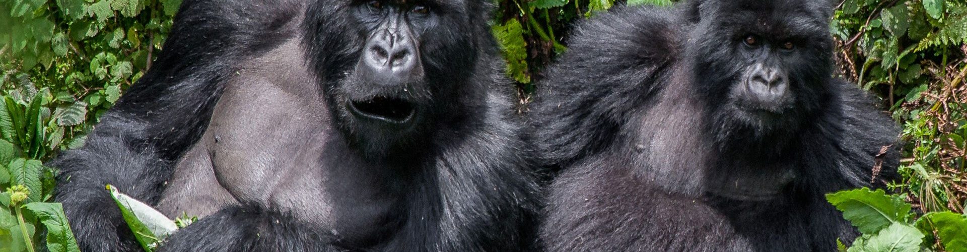 gorillas in africa