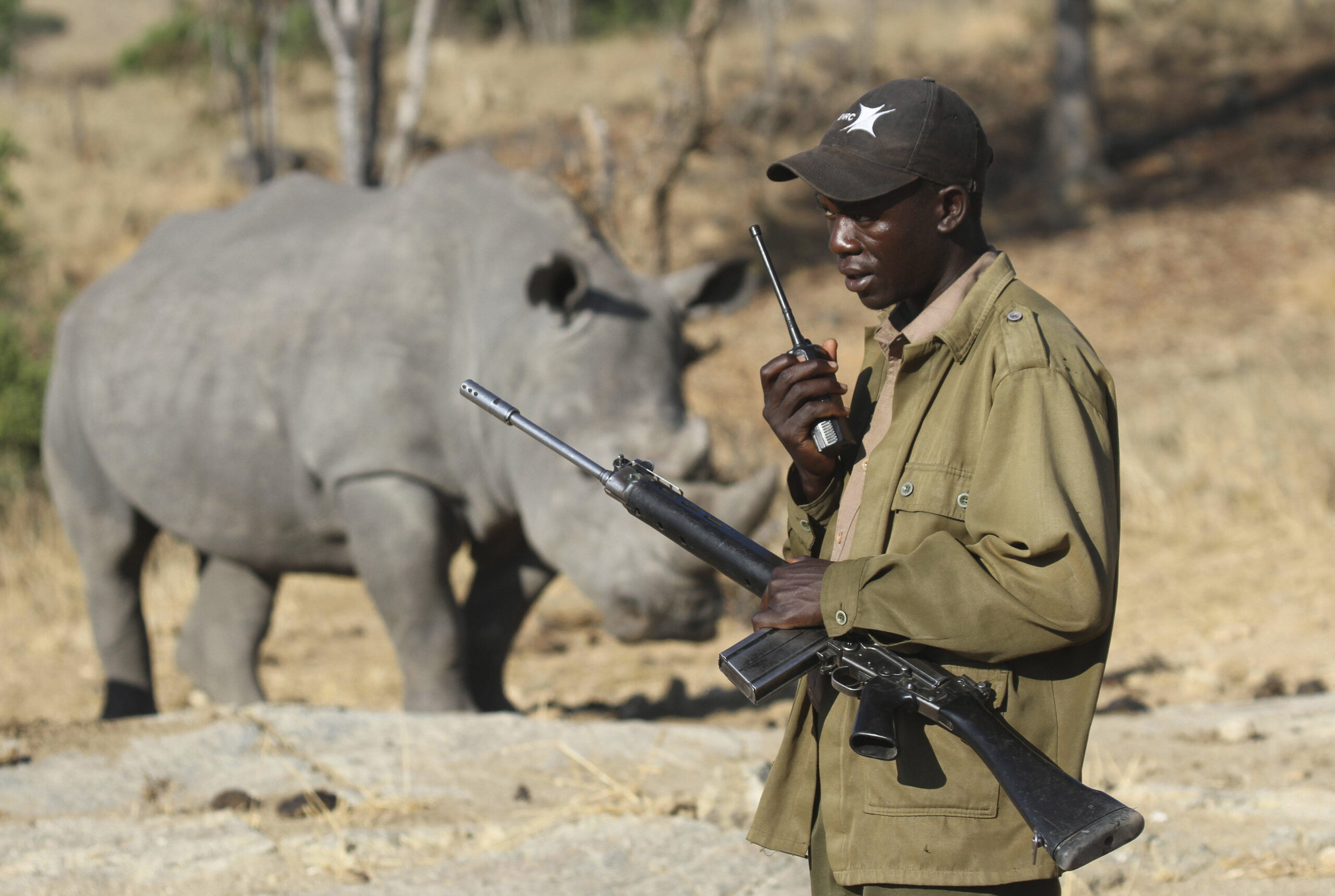 An armed ranger talks on his radio in front of a white rhinoceros at the Imire Rhino and Wildlife Conservation Park near Marondera