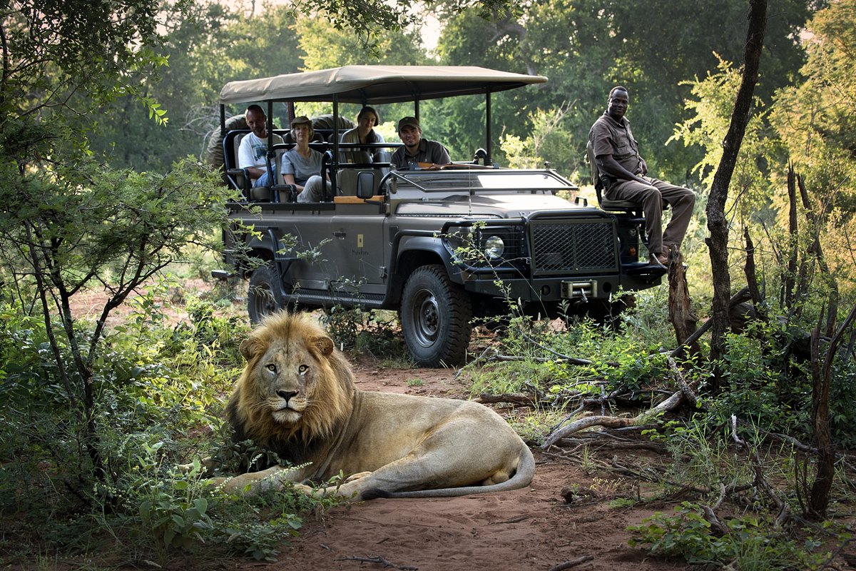 Safari Adventures - Witnessing Africa's Magnificent Wildlife
