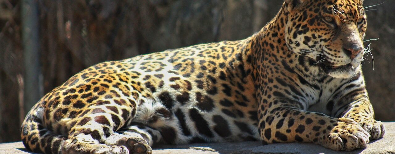 Are there tigers in Kenya