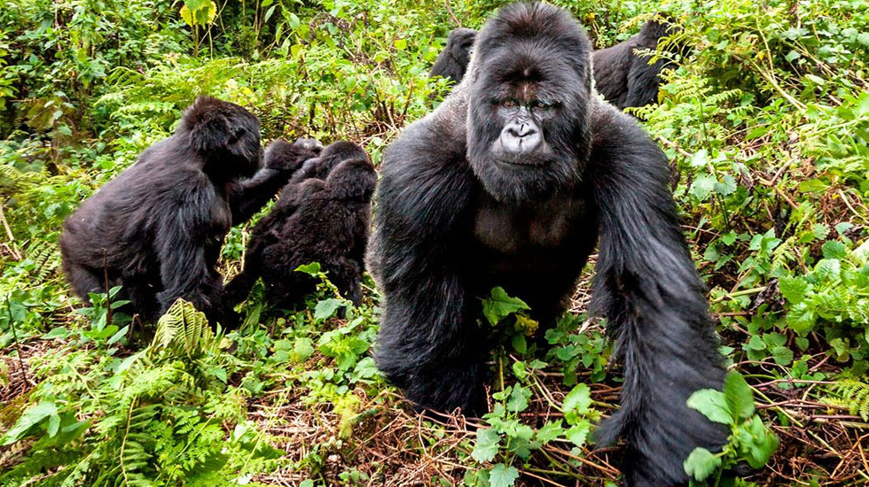 Mountain-Gorilla-trekking-in-DR-Congo