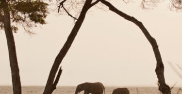 Gabon: Rainforests, gorillas and forest elephants.