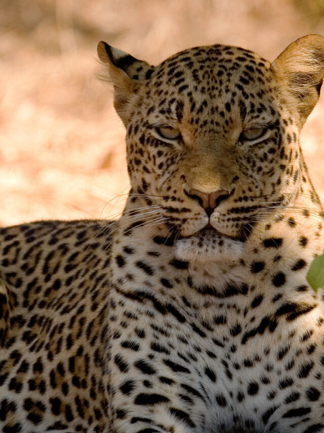 Botswana: Okavango Delta and Chobe National Park etc. - See Africa Today