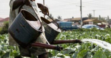 African Urban Farming and Sustainable Agriculture