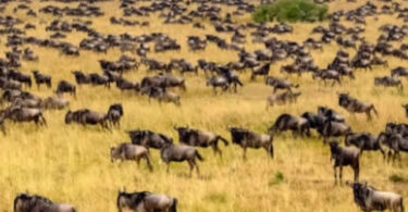 Kenya: Experience the annual migration in the Maasai Mara