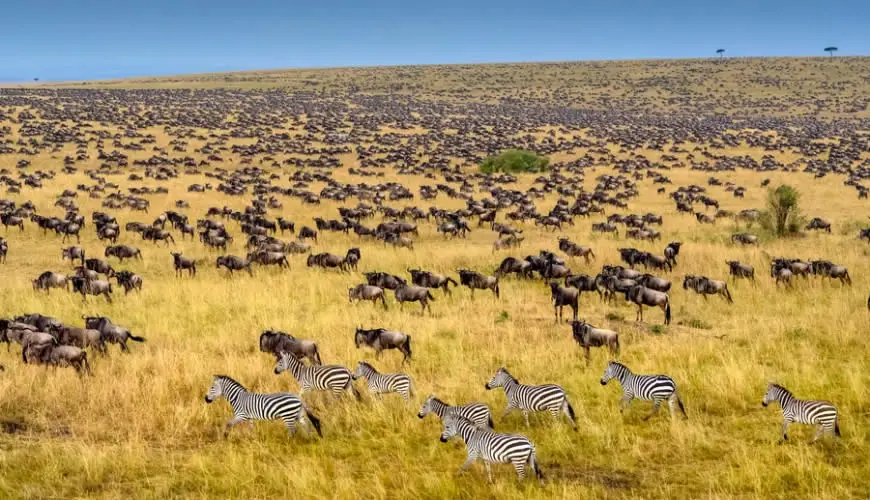 Kenya: Experience the annual migration in the Maasai Mara
