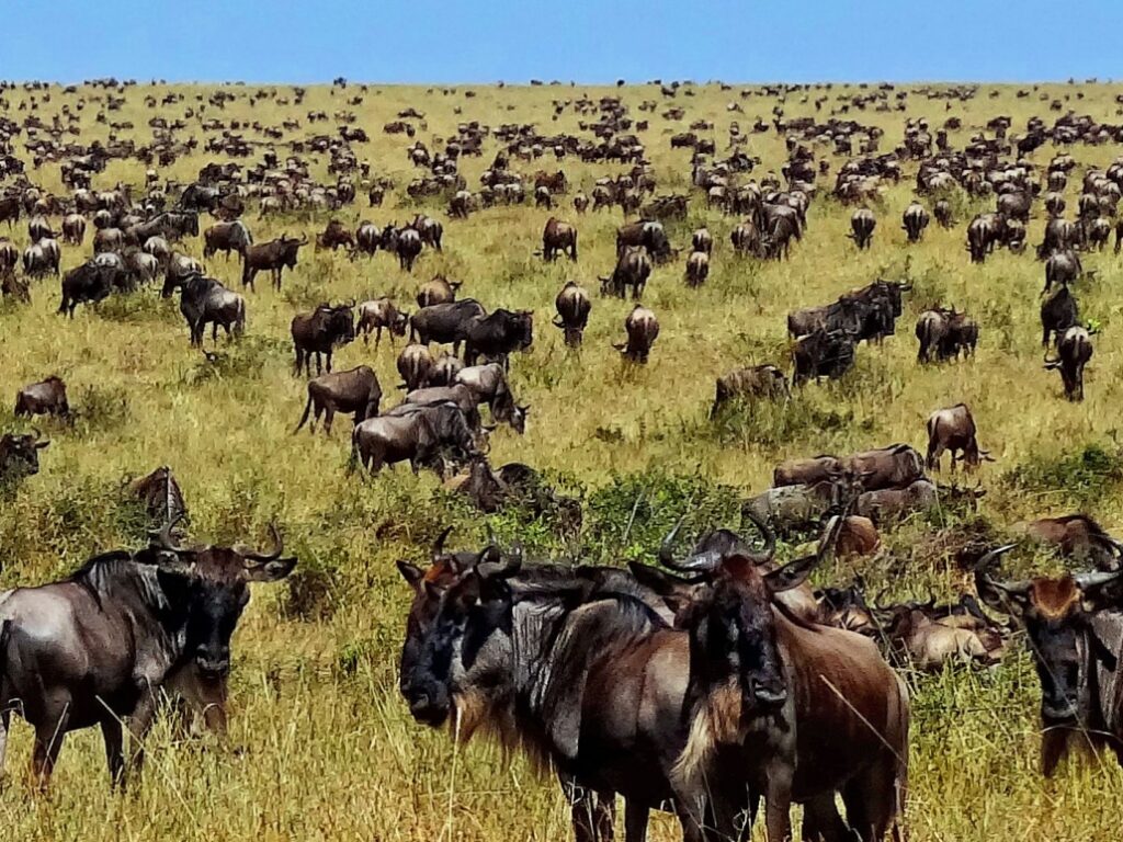 The Great Wildebeest Migration