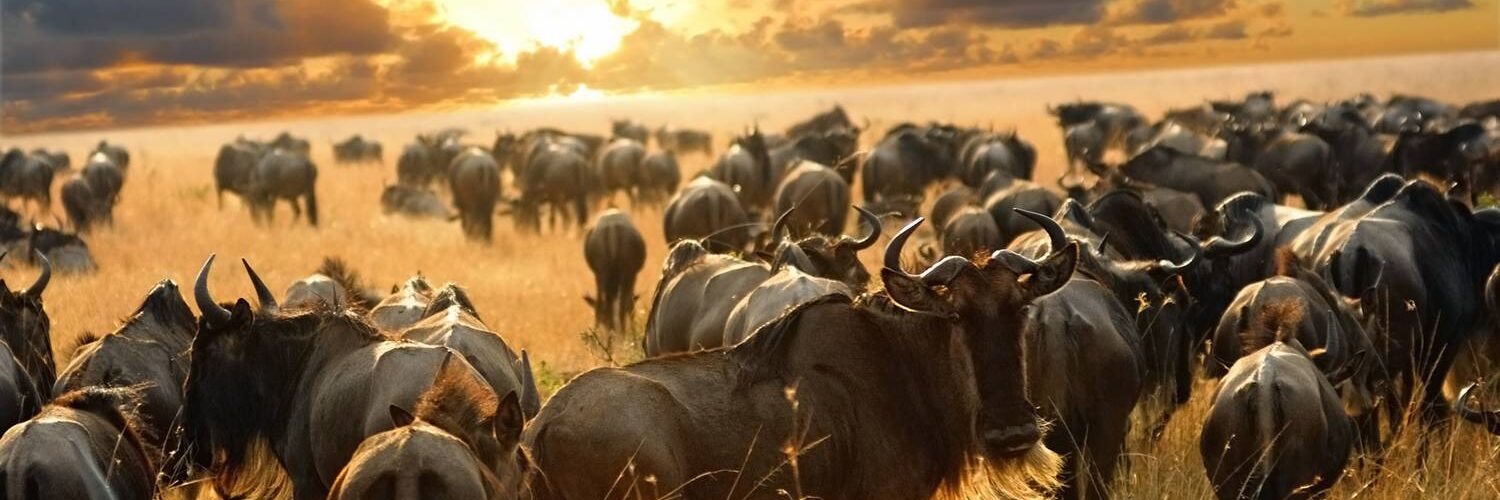The Great Migration