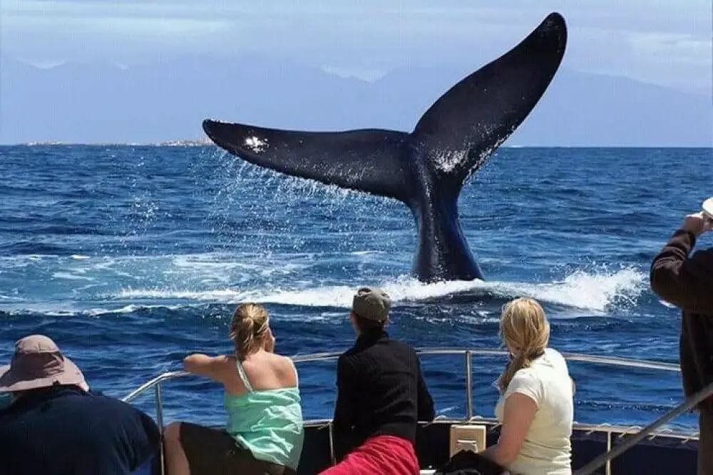 Whale watching 