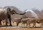 best african photo safari