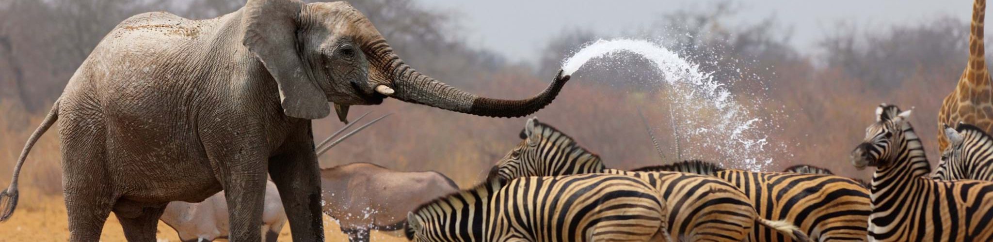 best african photo safari