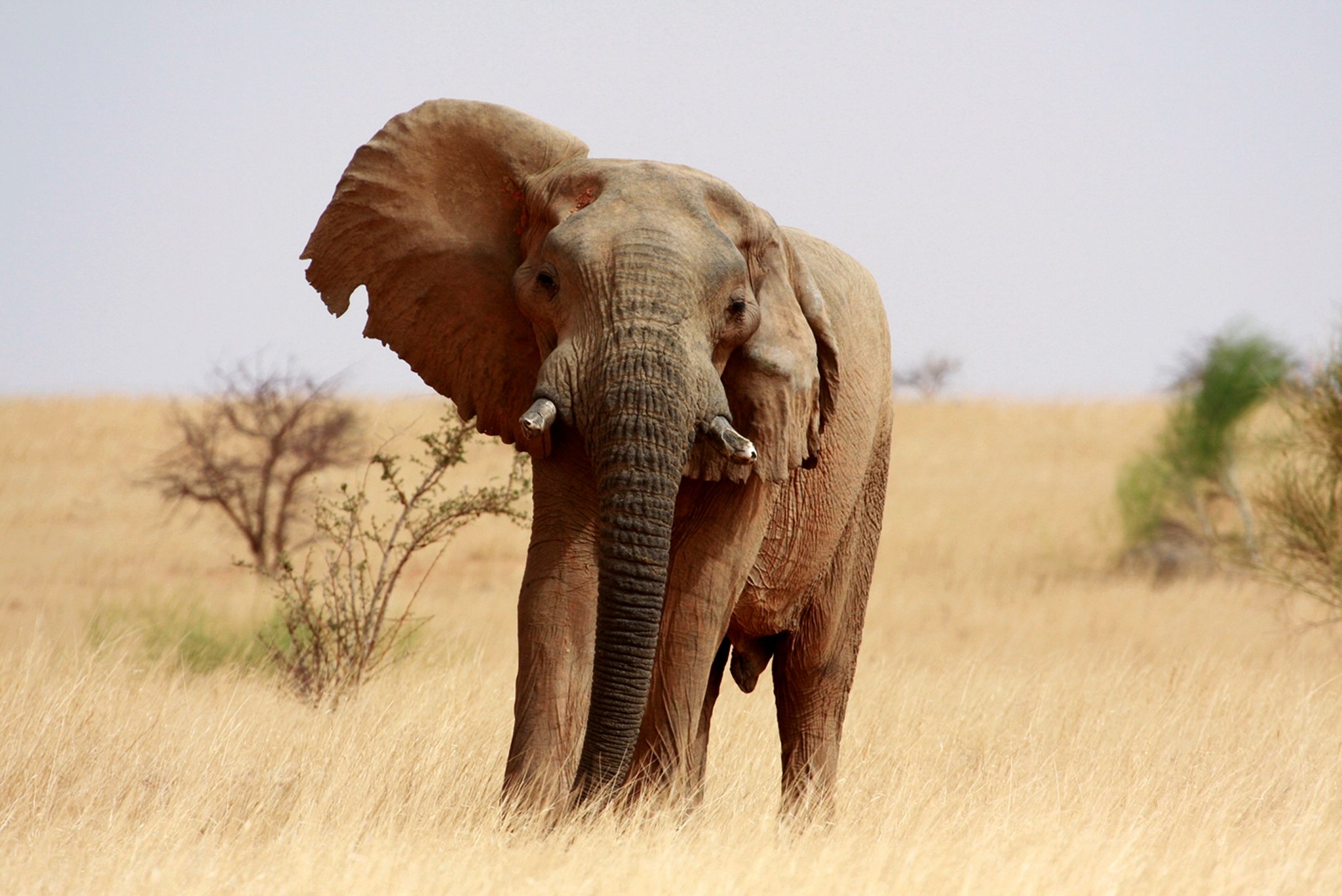 desert elephant in mali