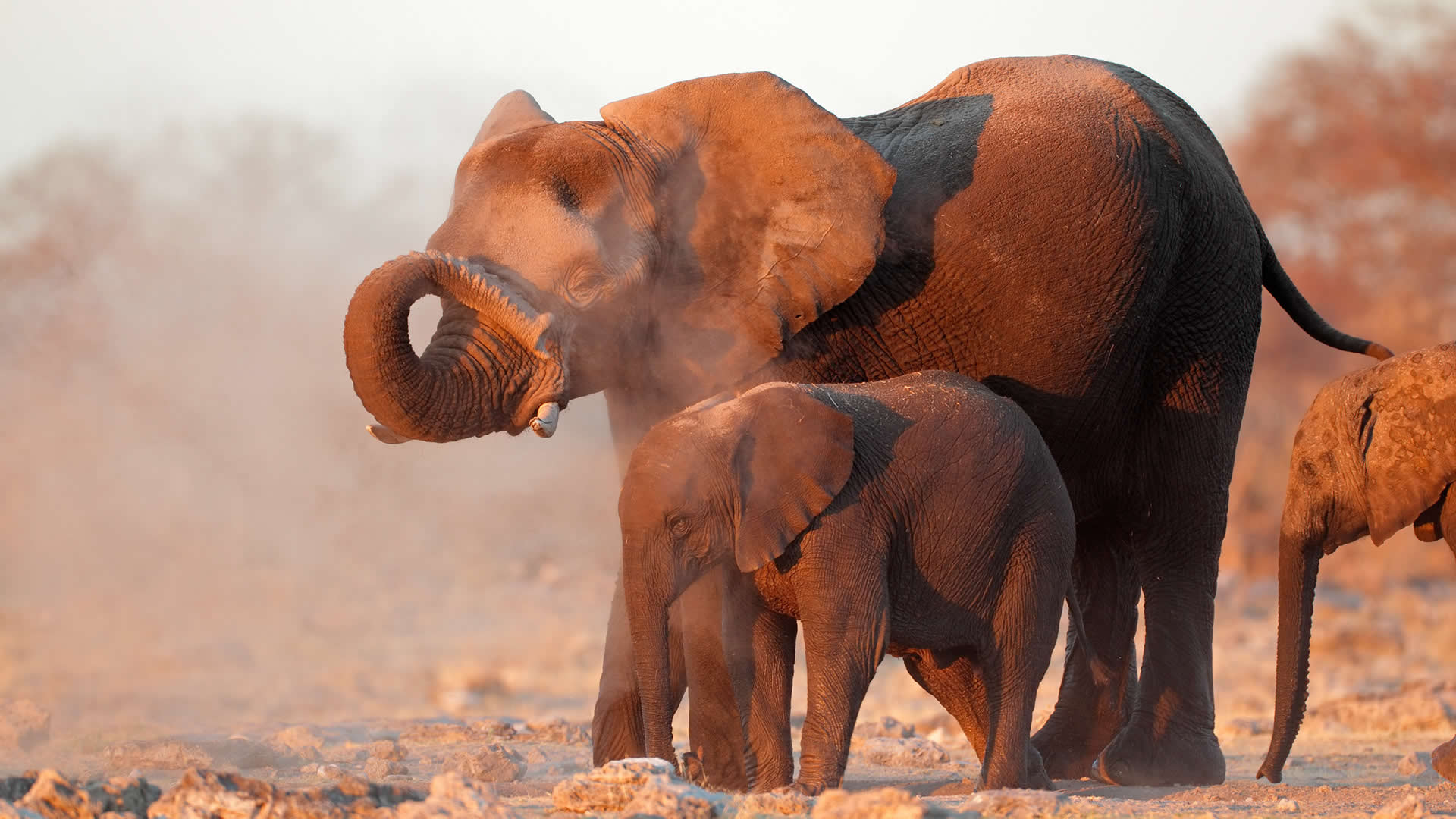 Desert elephants 