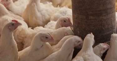 45,000 hens burned in Mozambique as bird flu spreads