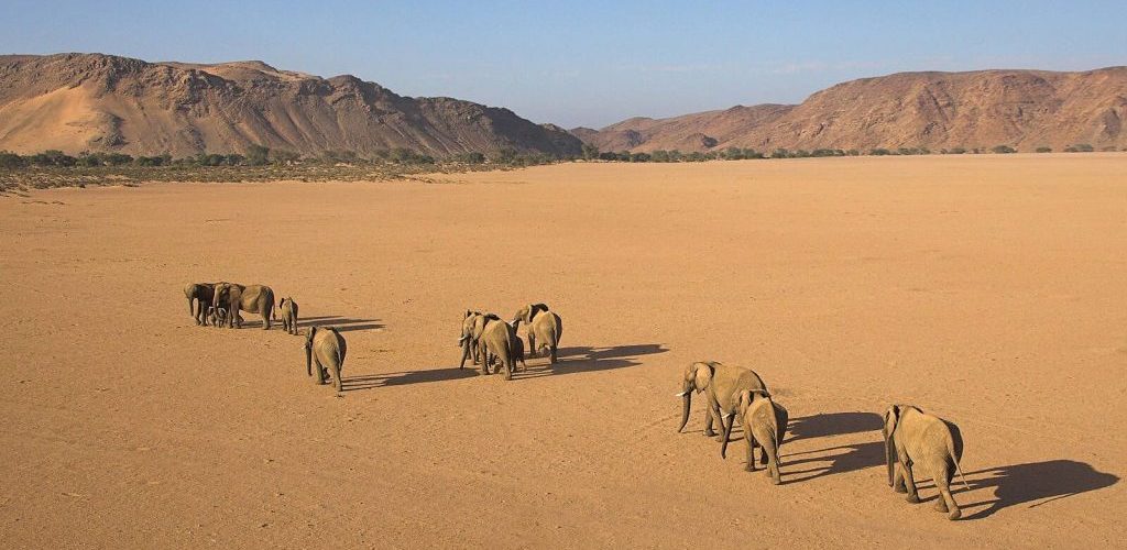 Desert elephants