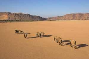 Desert elephants