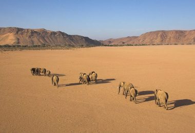 Desert elephants