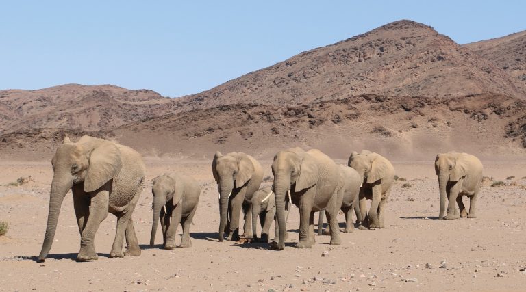 Facts about the desert elephants of Namibia - FurtherAfrica