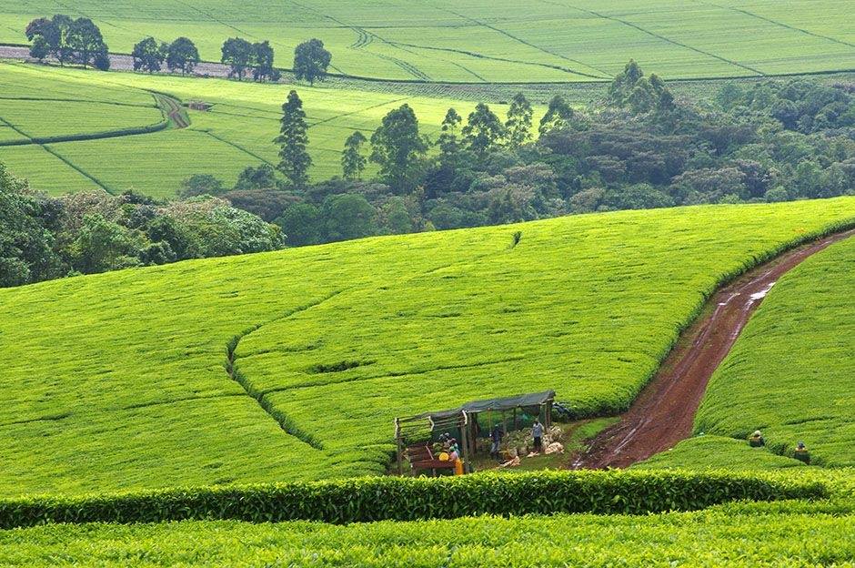 kericho tea rift valley
