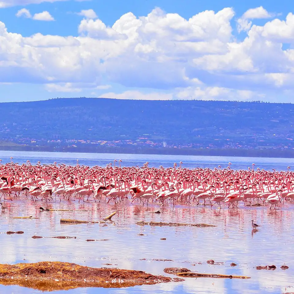 Lake Nakuru national park