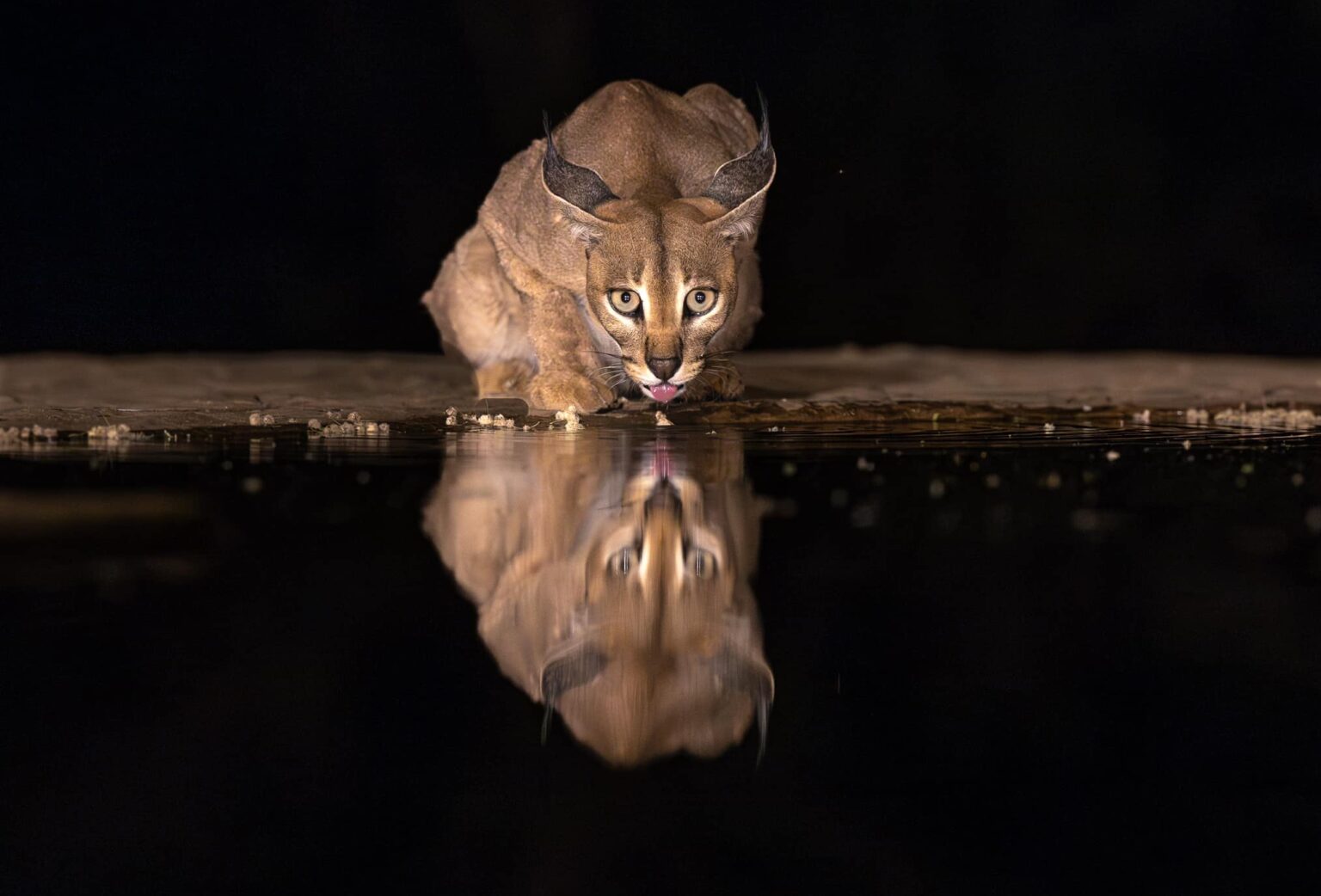 Kenya Ranks Best Wildlife Photography Destination in the World