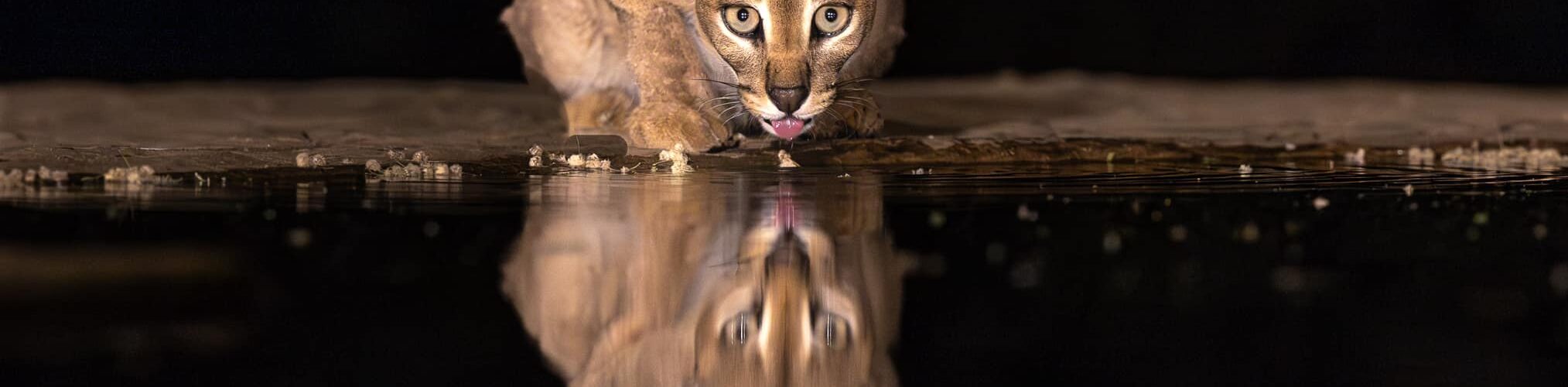 kenya ranks best wildlife photography destination