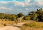 Exciting Safari Parks in Kenya