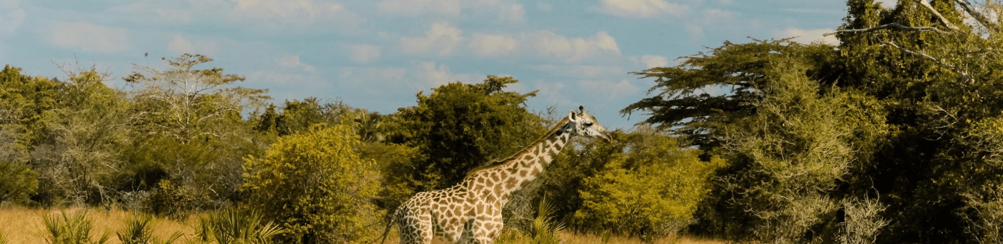 Exciting Safari Parks in Kenya
