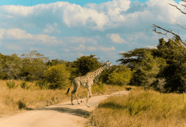 Exciting Safari Parks in Kenya