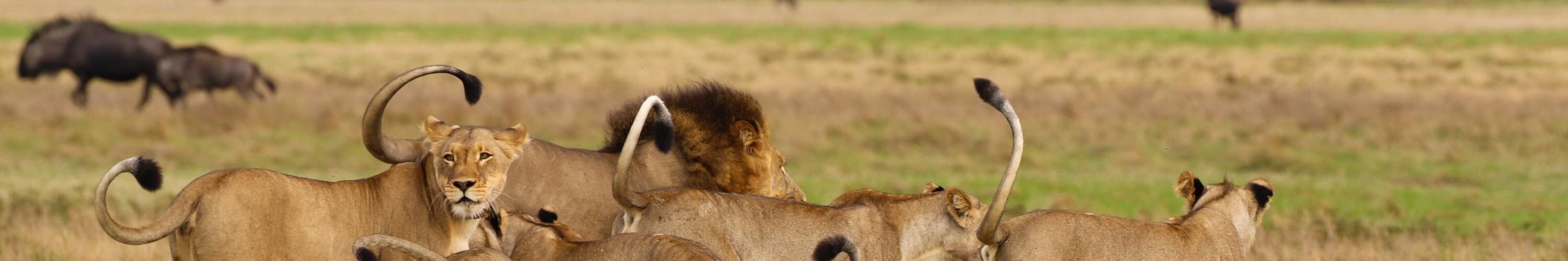african countries with most lions