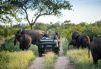 Safaris in Kruger park
