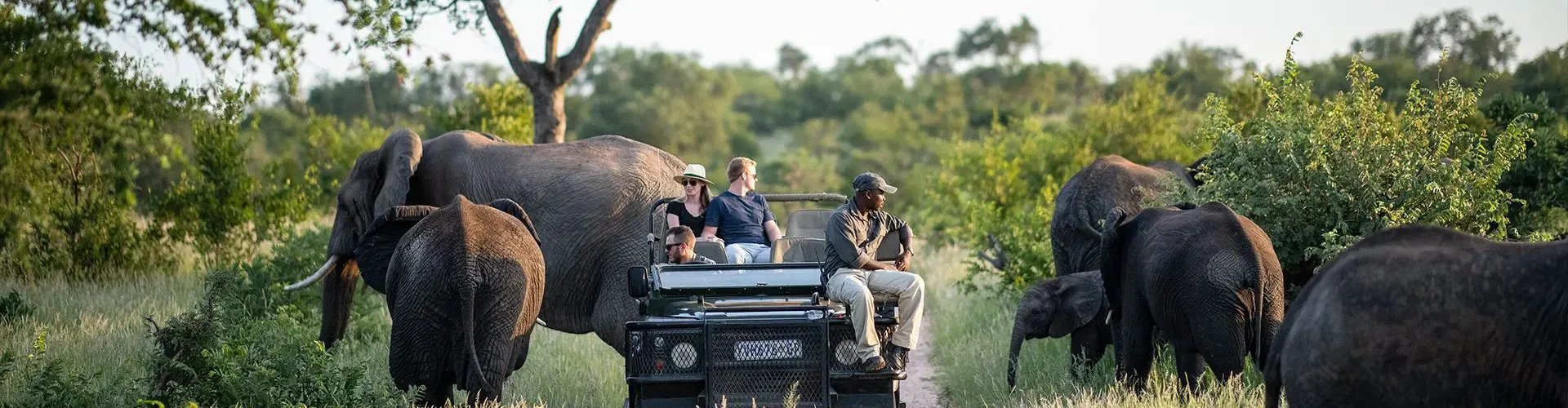 Safaris in Kruger park