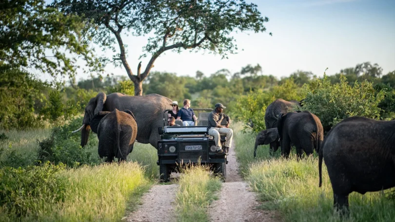 Safaris in Kruger park