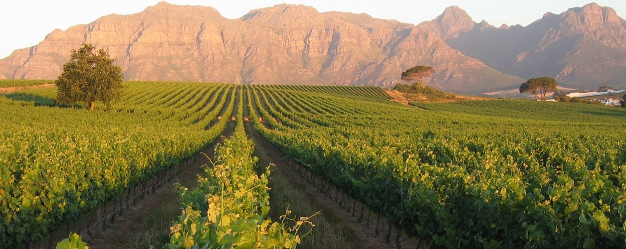 history of wine in south africa